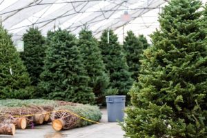 Types of Christmas Trees for This Holiday Season