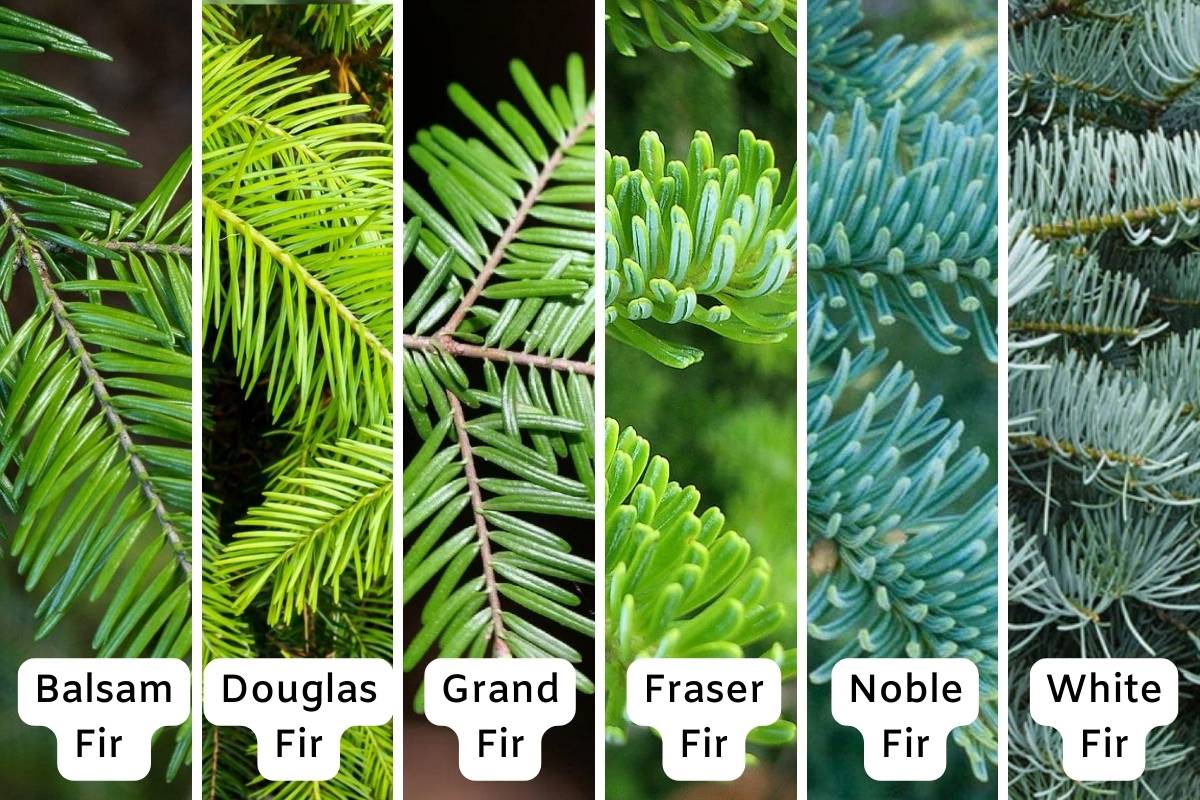 Six Types of Fir Christmas Trees