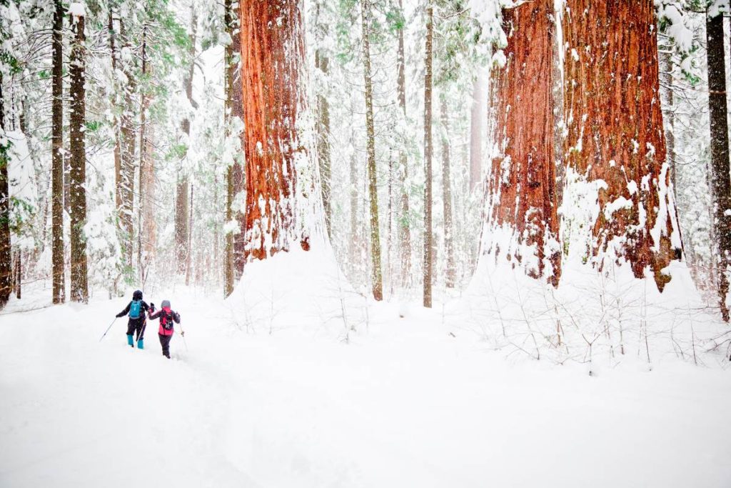 Redwoods snow