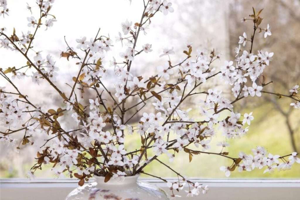 blooming cherry branches in the window