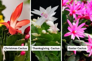 three different types of Christmas cactus plants Christmas, Thanksgiving, Easter