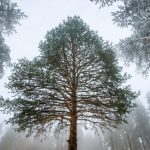 "Frost-covered evergreen tree rising amidst a winter forest, symbolizing life and endurance."