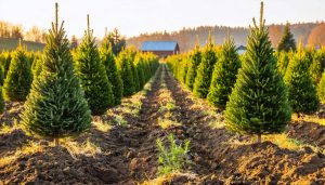 The Spacing Secret That Keeps Your Christmas Tree Farm Thriving for Decades Wide view of evenly spaced young Fraser and Douglas fir Christmas trees in a grid marked by wooden stakes and twine, photographed at golden hour with clear lanes between rows and a distant barn against rolling hills