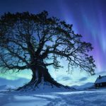 Low-angle wide photo of a colossal snow-laden tree resembling Yggdrasil beneath emerald aurora during blue hour, with a warmly lit distant longhouse and faint mountains and fjord in the background, rendered in sharp, detailed focus.
